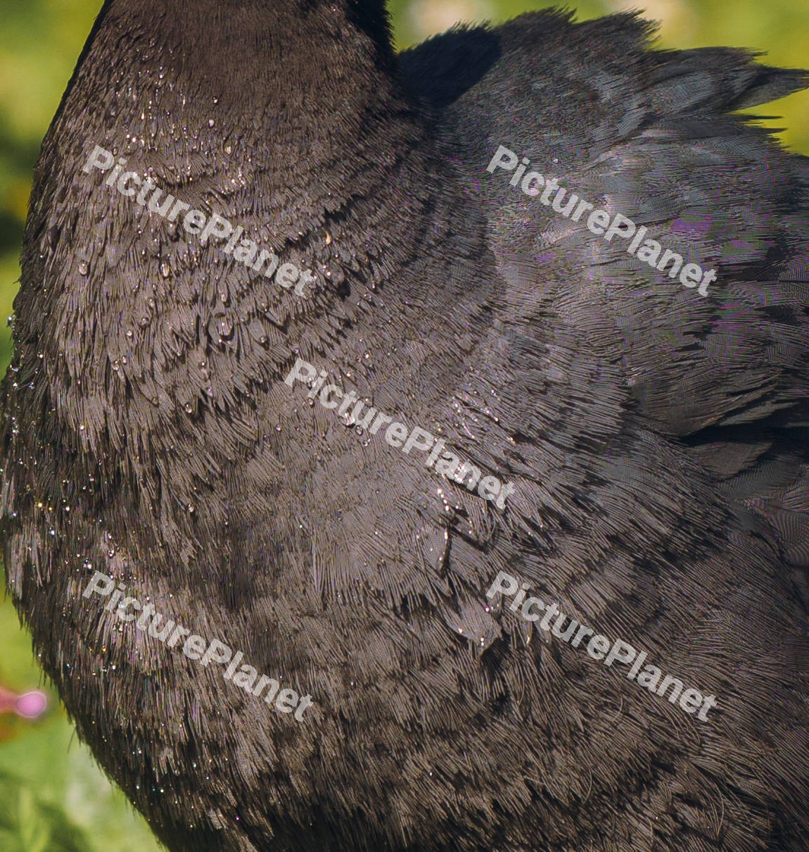 A Close Up Of A Eurasian Coot